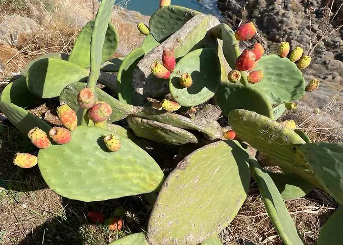 Aethalios Katoikia 펜션 *